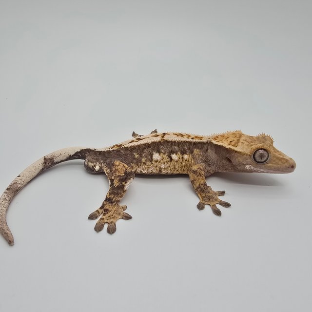 노멀 트라이 풀핀 화이트포트홀