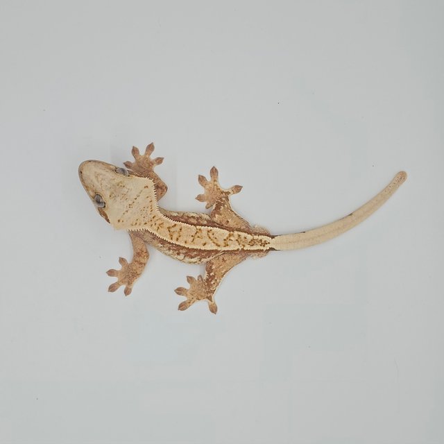 노멀 트라이 익스트림할리퀸 화이트스팟 화이트포트홀 레드