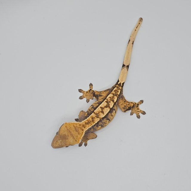 노멀 트라이 익스트림할리퀸 화이트스팟