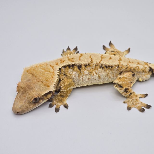 노멀 트라이 익스트림할리퀸 드리피