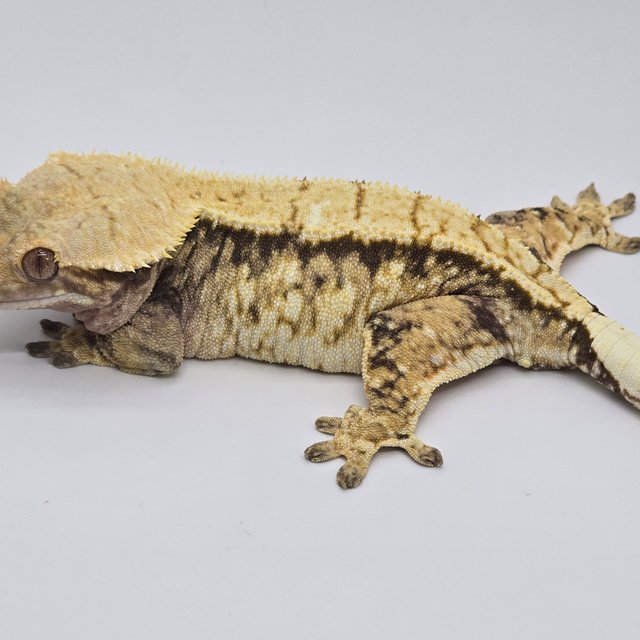 노멀 트라이 익스트림할리퀸 드리피 화이트스팟 화이트포트홀