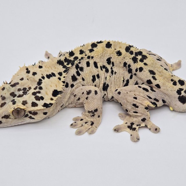 슈퍼달마시안 달마시안