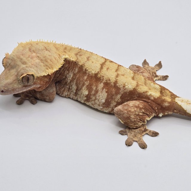 노멀 트라이 익스트림할리퀸 화이트포트홀 레드