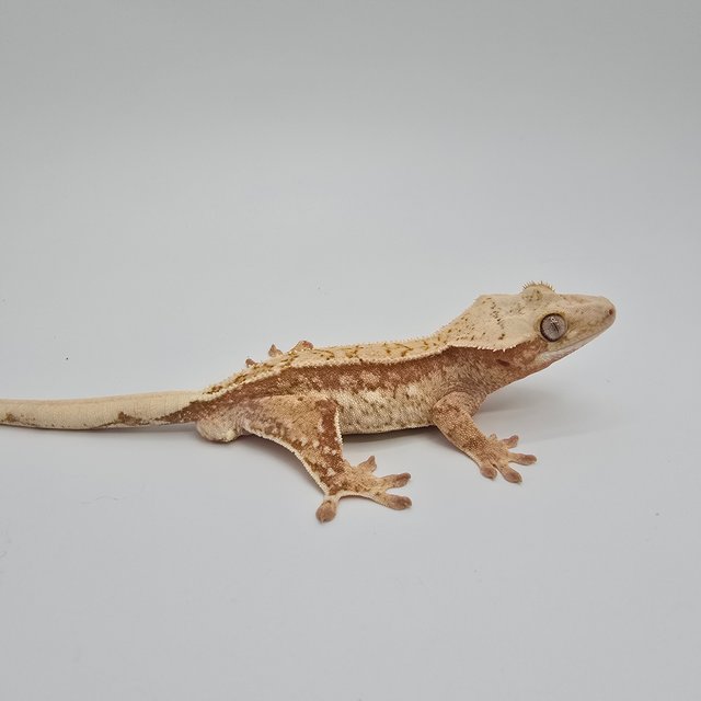 노멀 트라이 익스트림할리퀸 화이트스팟 화이트포트홀 레드