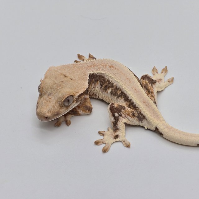 릴리화이트 트라이