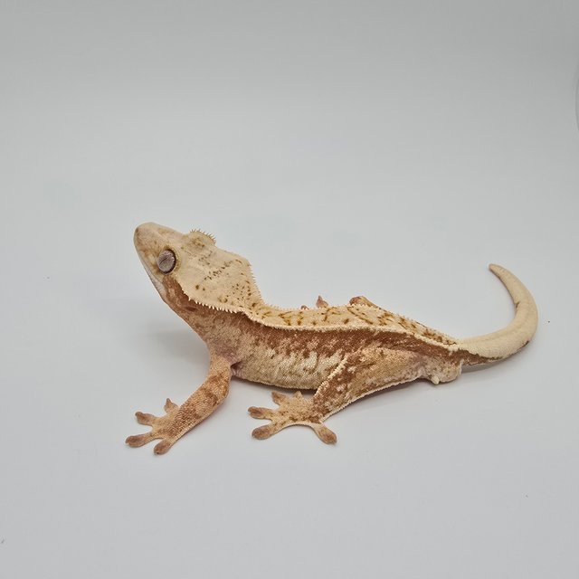 노멀 트라이 익스트림할리퀸 화이트스팟 화이트포트홀 레드