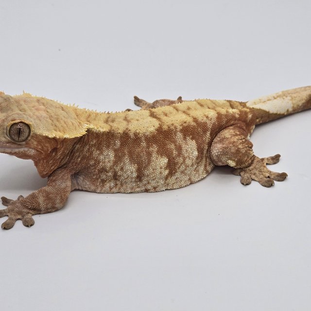 노멀 트라이 익스트림할리퀸 화이트포트홀 레드