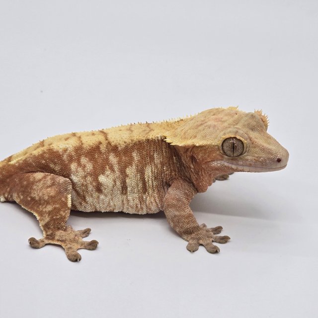 노멀 트라이 익스트림할리퀸 화이트포트홀 레드