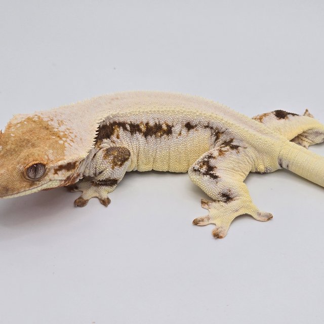 릴리화이트 솔리드백