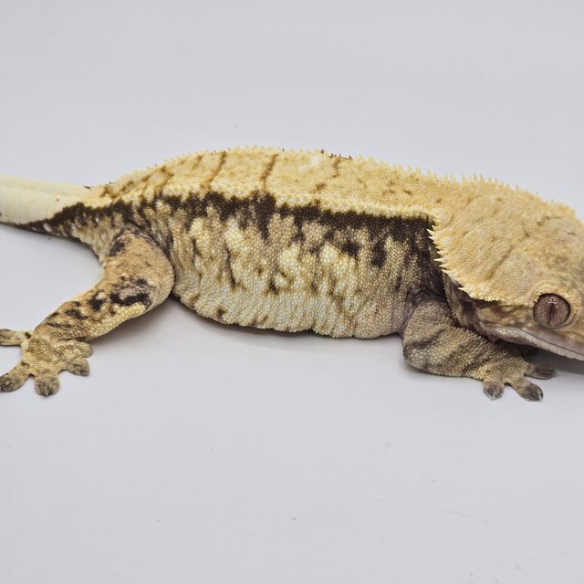 노멀 트라이 익스트림할리퀸 드리피 화이트스팟 화이트포트홀