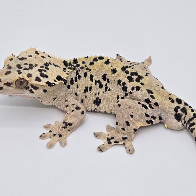 슈퍼달마시안 달마시안