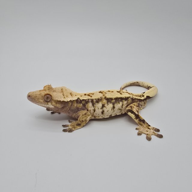 노멀 트라이 드리피 익스트림할리퀸 화이트스팟 화이트포트홀