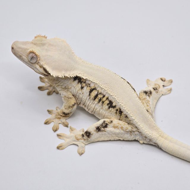 릴리화이트 솔리드백 화이트