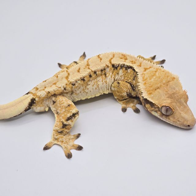 노멀 트라이 익스트림할리퀸 드리피