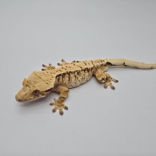 노멀 트라이 익스트림할리퀸 드리피 화이트스팟 화이트포트홀