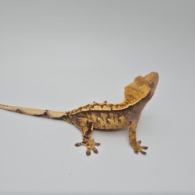 노멀 트라이 익스트림할리퀸 화이트스팟