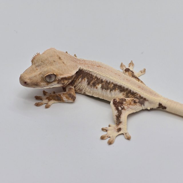 릴리화이트 트라이