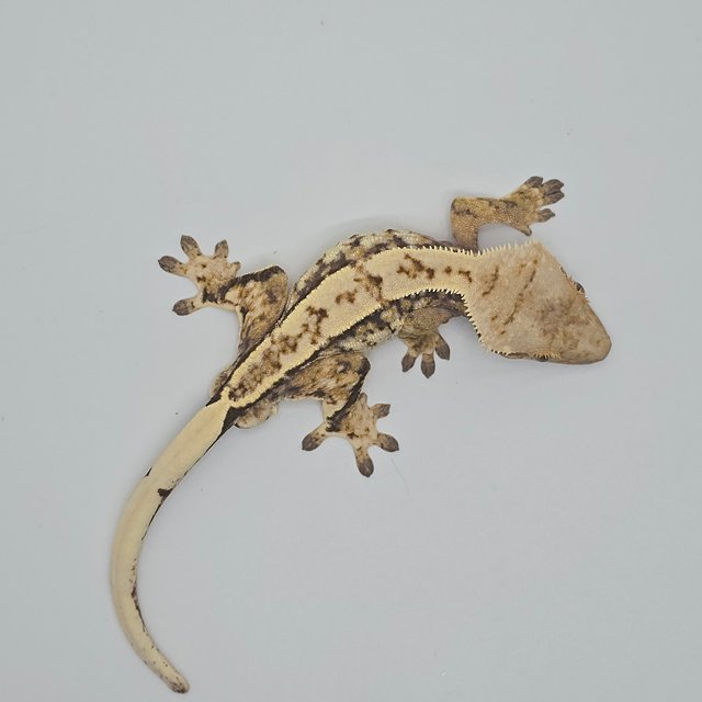 노멀 트라이 드리피 익스트림할리퀸 화이트스팟 화이트포트홀