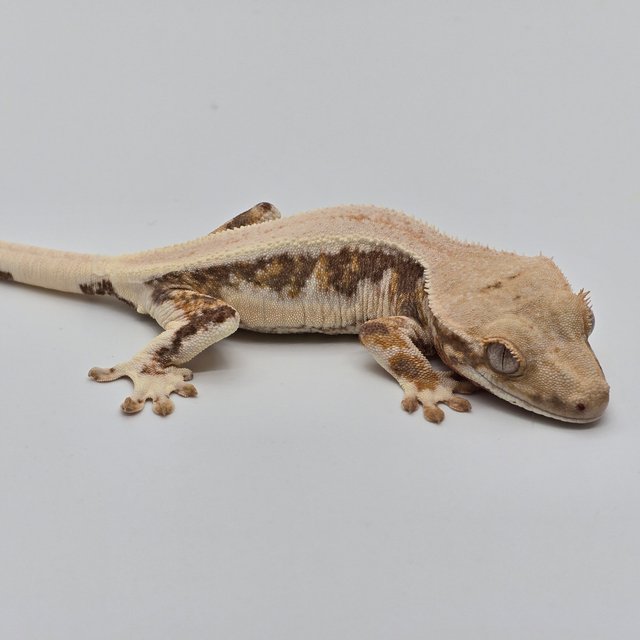 릴리화이트 트라이