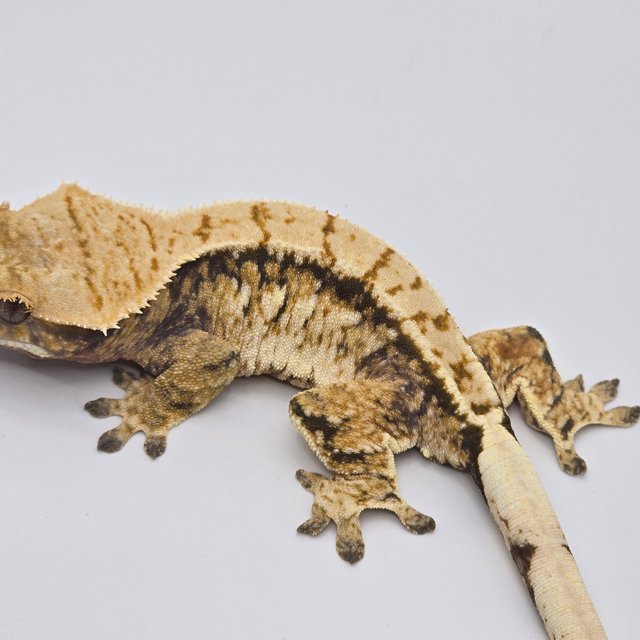 노멀 트라이 익스트림할리퀸 화이트스팟 화이트포트홀 드리피