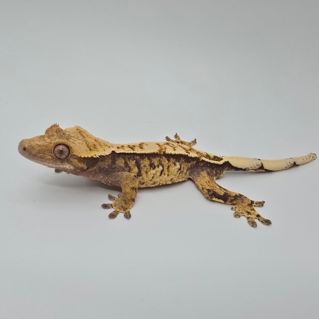 노멀 트라이 익스트림할리퀸 화이트포트홀