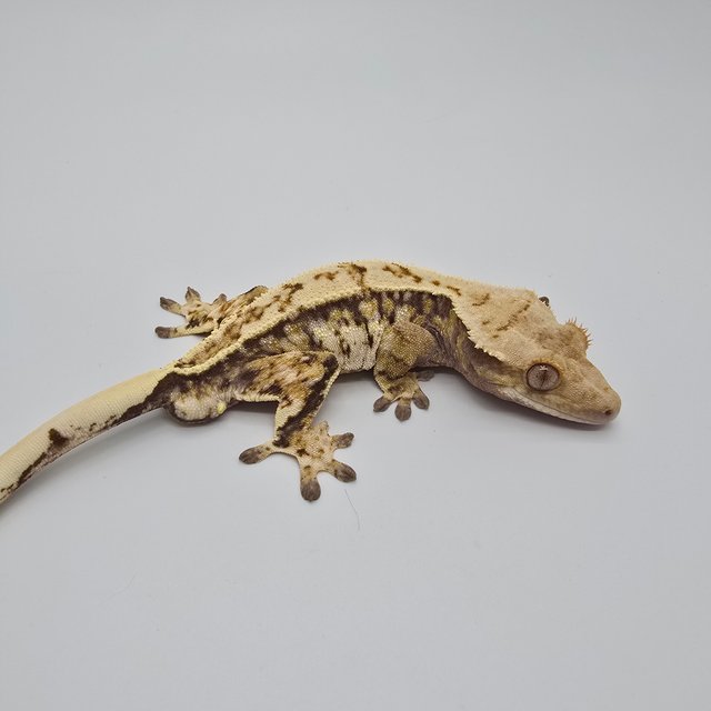 노멀 트라이 드리피 익스트림할리퀸 화이트스팟 화이트포트홀