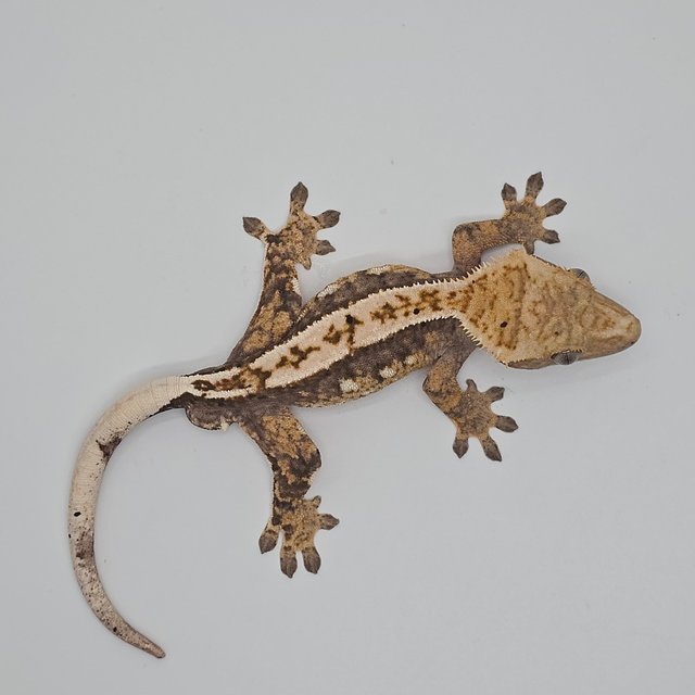 노멀 트라이 풀핀 화이트포트홀