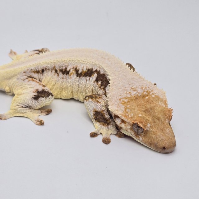 릴리화이트 솔리드백