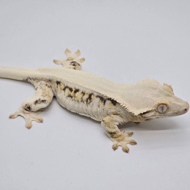 릴리화이트 솔리드백 화이트