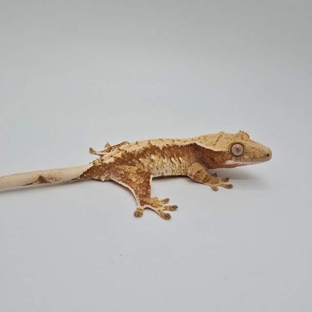 노멀 트라이 익스트림할리퀸 레드 드리피