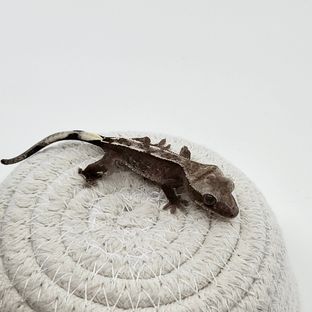 아잔틱