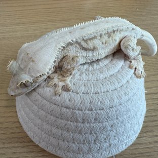 릴리화이트