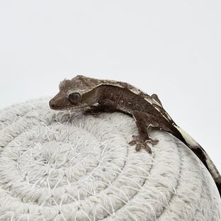 아잔틱