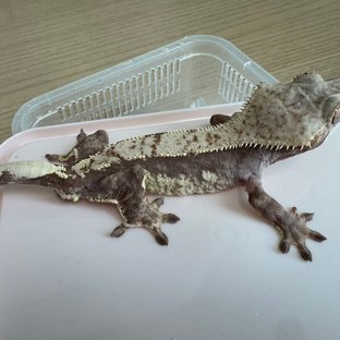 100%헷아잔틱