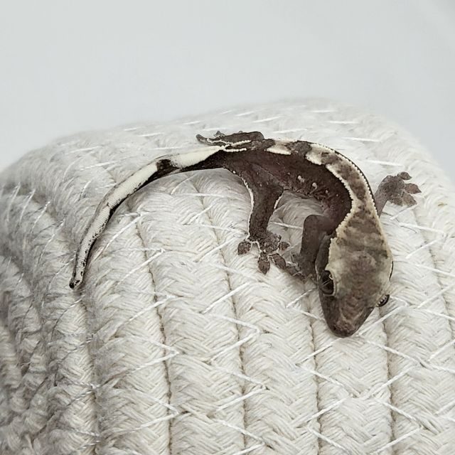 아잔틱