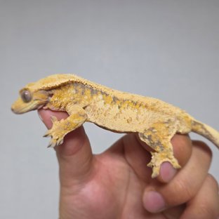 텐저린 트라이 익스트림할리퀸