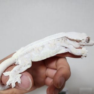 트라이 릴리화이트