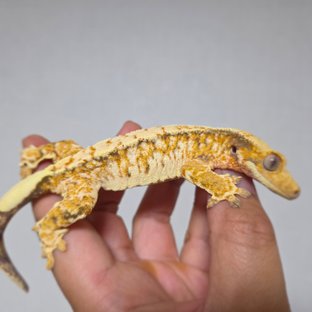 텐저린 화이트스팟 트라이 익스트림할리퀸