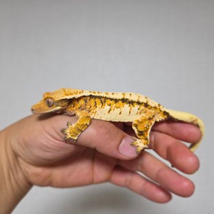 텐저린 트라이 익스트림할리퀸