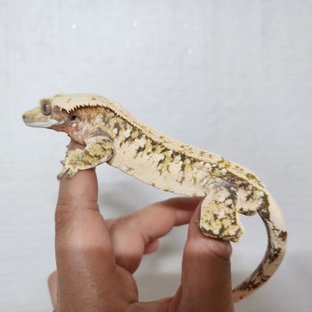 화이트스팟 트라이 익스트림할리퀸