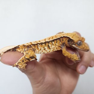 텐저린 트라이 익스트림할리퀸