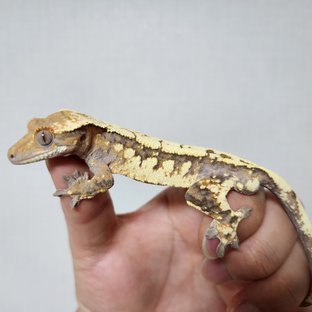 세이블