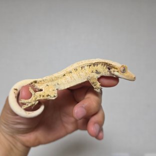 드리피 화이트스팟