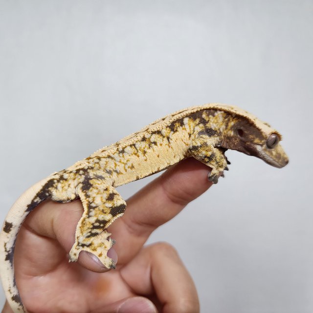 화이트스팟 트라이 익스트림할리퀸