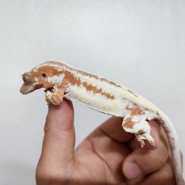 크림시클 프라푸치노