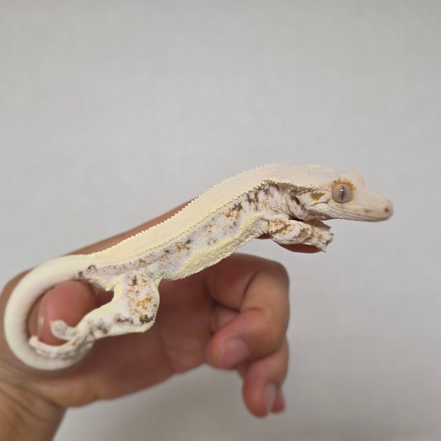 솔리드백 릴리화이트