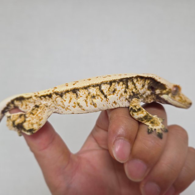 화이트스팟 트라이 익스트림할리퀸