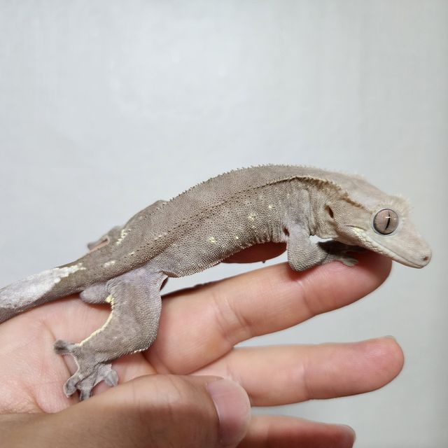 아잔틱