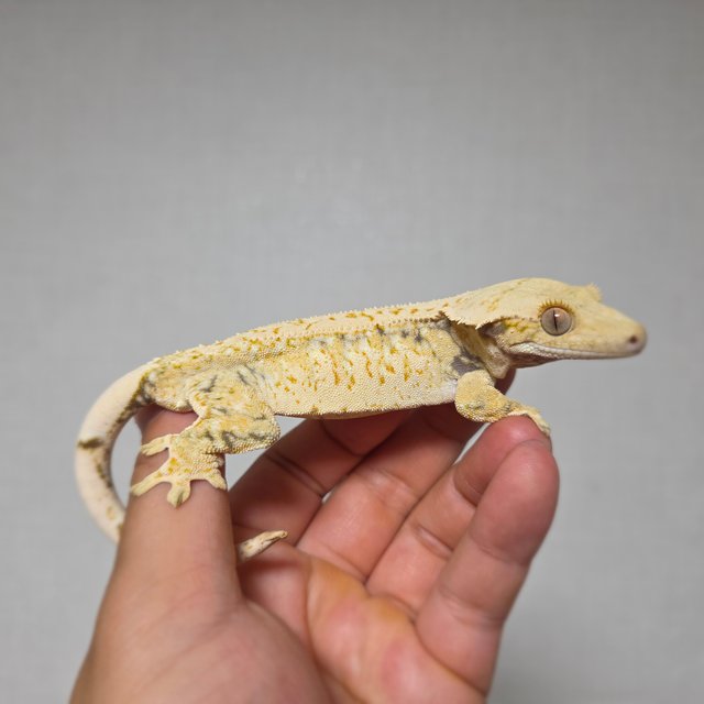 드리피 화이트스팟