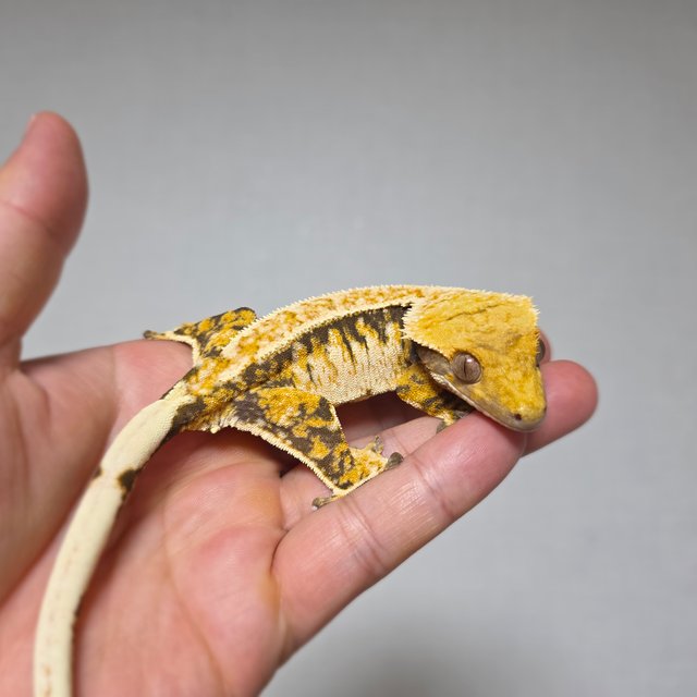 핀스트라이프 트라이 익스트림할리퀸